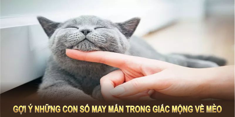 Gợi ý những con số may mắn trong giấc mộng về mèo