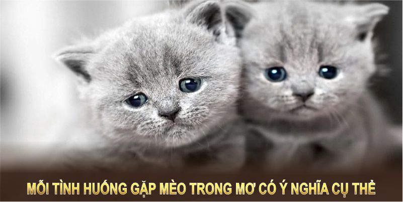 Mỗi tình huống gặp mèo trong mơ có ý nghĩa cụ thể