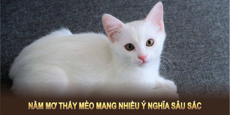 Nằm mơ thấy mèo mang nhiều ý nghĩa sâu sắc